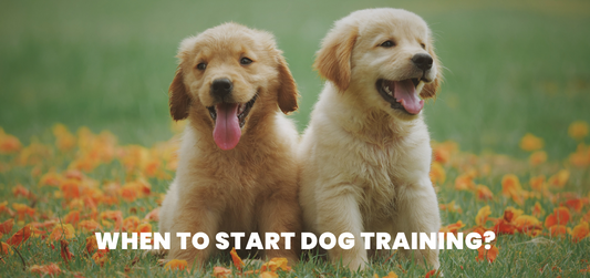 What is the right age to start training your doggo and how does it help?